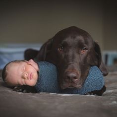 a brown dog laying on top of a bed next to a baby and a quote