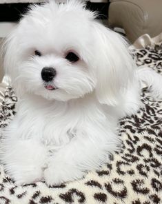 a small white dog sitting on top of a leopard print blanket