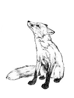 a black and white drawing of a fox