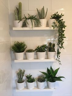 Outstanding Fake Plants For Bathroom Shelf B And Q Pre Lit Xmas Trees Xmas Trees, Bathroom Shelf, Fake Plants, Bathroom Shelves, All About Plants, Faux Plants