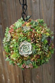 a bunch of succulents that are on top of each other