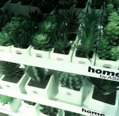 some plants that are sitting on shelves in a store