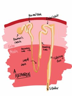 the anatomy of an animal's stomach