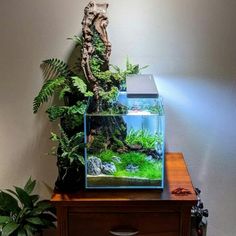 a fish tank sitting on top of a wooden table next to a potted plant