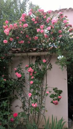 pink roses are growing on the side of a building in front of some bushes and trees