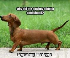 a brown dachshund dog standing on top of a sidewalk next to grass