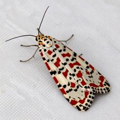 a white and red moth with black spots on it's back legs sitting on a white surface