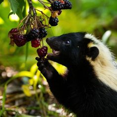 a black and white animal eating berries from a tree