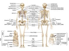 the bones and their major skeletal systems are shown in this diagram, with labels on each side