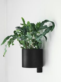 there is a potted plant on the wall next to a black holder with plants in it