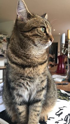 a cat sitting on top of a table