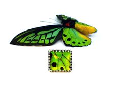 a green and black butterfly sitting on top of a white surface next to a square shaped object