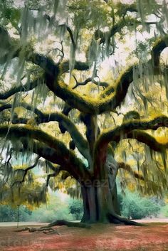 AI Generative Spanish Moss plant tree closeup Moss Plant, Vector Frame, Plant Tree, Spanish Moss, Tree Illustration, Watercolor Trees, Beautiful Mess, Beautiful Life