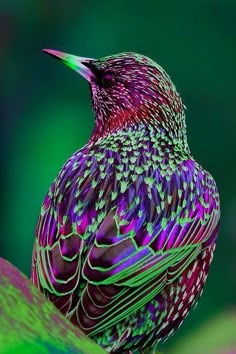 a colorful bird sitting on top of a green leaf