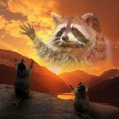 two raccoons are standing on the edge of a cliff with their hands up