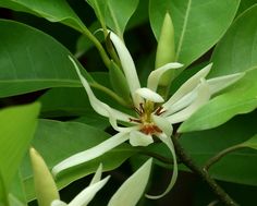 a white flower is blooming on a green plant with leaves around it and in the center