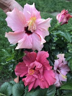 pink flowers are blooming in the garden