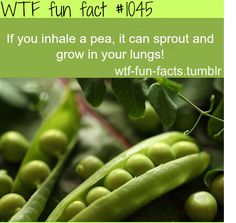 some peas are growing on the plant with green leaves and text that says, if you inhale pea, it can sprout and grow in your lungs wit - fun - fact tumbr