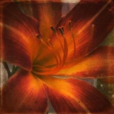 an orange flower with red stamens and green leaves in the center is shown