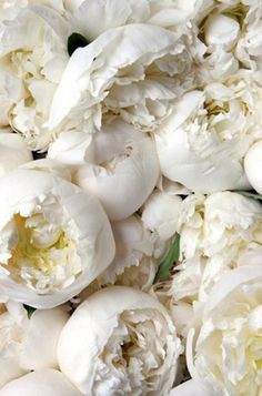 white peonies and other flowers are arranged together