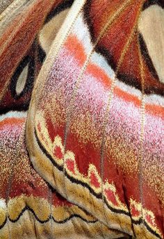 closeup of an intricately colored butterfly wing