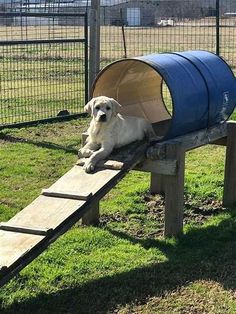 a dog laying on top of a wooden bench next to a blue barrel in the grass