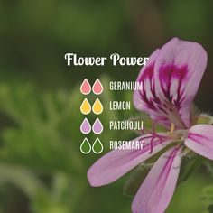 Diffuser Scents, Perfume Locket, Yl Oils, Essential Oil Blends Recipes