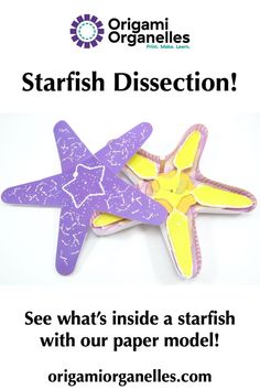 an origami starfish dissection is shown with the text, see what's inside a starfish with our paper model