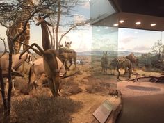 an exhibit with animals in glass cases on the wall and trees behind them, including zebras