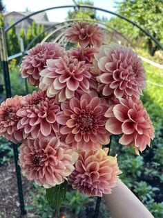 a person holding a bunch of pink flowers in their hand