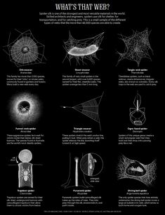 an image of what's that web? with pictures and captions on it