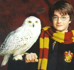 a harry potter with an owl on his arm and the quote hedwig taught me that the love for our pets is very real