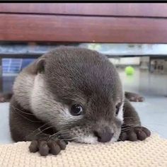 an animal that is laying down on some kind of flooring mat with it's head resting on the ground