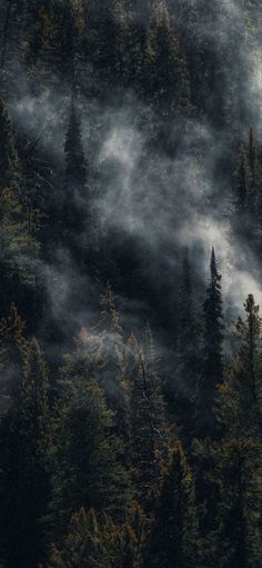 the trees are covered in thick fog as they stand on top of a hill with low lying clouds