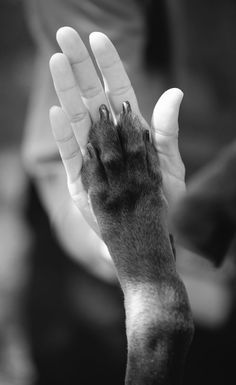 a person holding their hand up in the air with his paw extended out to catch something