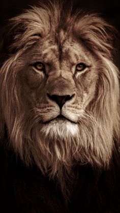 a close up of a lion's face on a black background