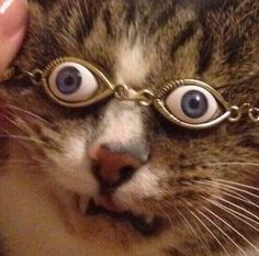 a close up of a cat's face with eyeballs on it and gold chains around its eyes