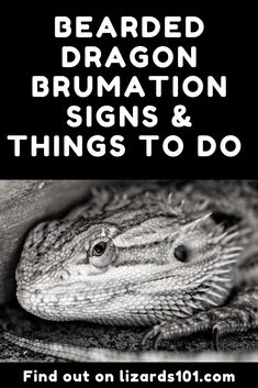 a black and white photo with the words bearded dragon brumation signs & things to do