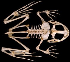 an animal skeleton is shown on a black background