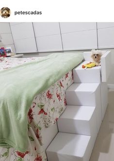 there is a dog sitting on the stairs in this bedroom that's built into the wall