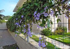 purple flowers growing on the side of a house