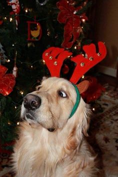 a dog is sitting in front of a christmas tree with reindeer antlers on it