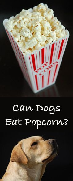 a dog sitting in front of a bowl of popcorn with the words can dogs eat popcorn?