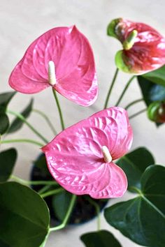 three pink flowers with green leaves on a white table top, one in the foreground and another in the background