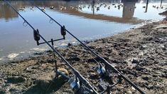 Im getting limited to where I can fish due to freezing waters. I noticed the tidal hudson river was open when driving over a bridge, so I gave it a try. I got chased out by the rising tide before I caught anything. Posted by catskill_mountainman The post Fishing has been slow so here’s a scenic w/ some geese appeared first on Flake Food.