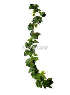 a vine with green leaves on white background