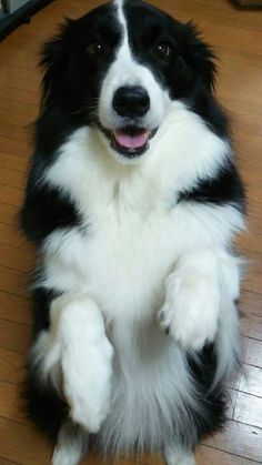 a black and white dog sitting on top of a hard wood floor