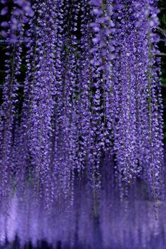 purple flowers are hanging from the ceiling