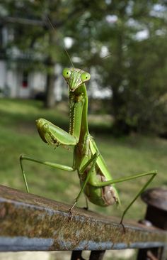 a praying mantissa sitting on top of a rusted metal rail