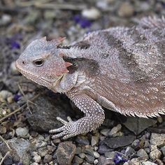 a close up of a small lizard on some rocks and gravel with purple flowers in the background